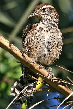 Cactus Wren Photo @ Kiwifoto.com