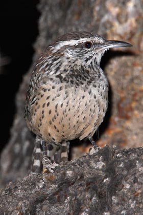 Cactus Wren Picture @ Kiwifoto.com
