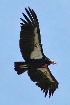 California Condor