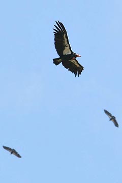 California Condor Picture @ Kiwifoto.com