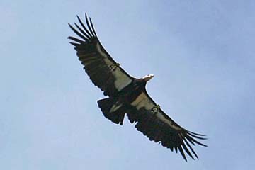 California Condor Image @ Kiwifoto.com