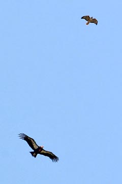 California Condor Picture @ Kiwifoto.com