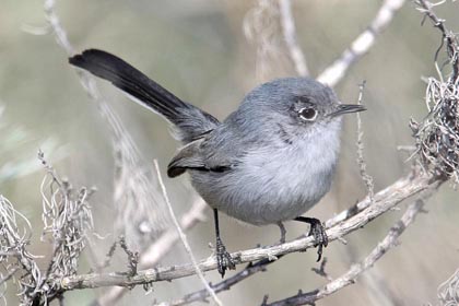 California Gnatcatcher Photo @ Kiwifoto.com