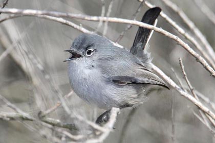 California Gnatcatcher Image @ Kiwifoto.com