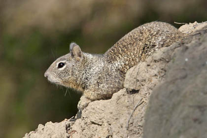 California Ground Squirrel Image @ Kiwifoto.com