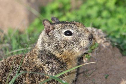 California Ground Squirrel Image @ Kiwifoto.com