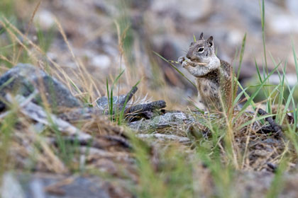 California Ground Squirrel Image @ Kiwifoto.com