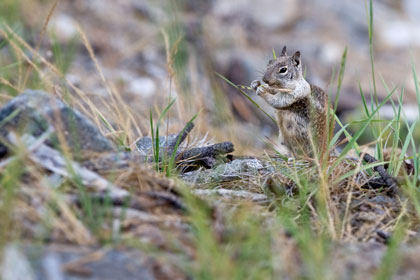 California Ground Squirrel Picture @ Kiwifoto.com