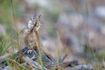 California Ground Squirrel Picture @ Kiwifoto.com