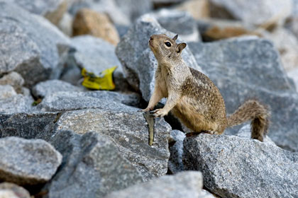 California Ground Squirrel Photo @ Kiwifoto.com