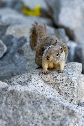 California Ground Squirrel Image @ Kiwifoto.com