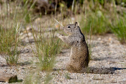 California Ground Squirrel Image @ Kiwifoto.com