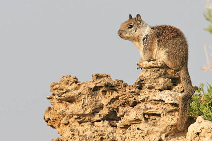 California Ground Squirrel