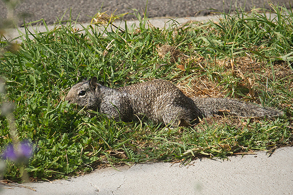 California Ground Squirrel Picture @ Kiwifoto.com