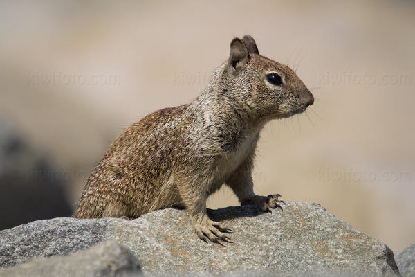 California Ground Squirrel Photo @ Kiwifoto.com