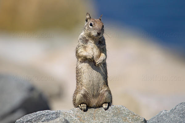 California Ground Squirrel Image @ Kiwifoto.com