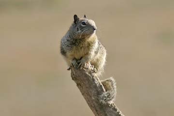 California Ground Squirrel Image @ Kiwifoto.com