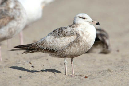 California Gull Photo @ Kiwifoto.com