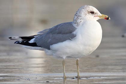 California Gull Image @ Kiwifoto.com