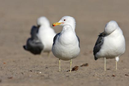 California Gull Picture @ Kiwifoto.com