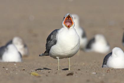 California Gull Image @ Kiwifoto.com