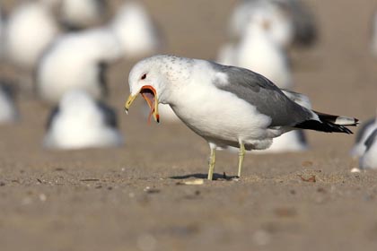 California Gull Photo @ Kiwifoto.com