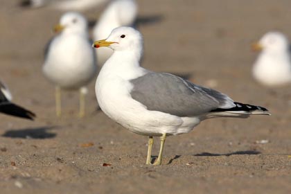 California Gull Picture @ Kiwifoto.com