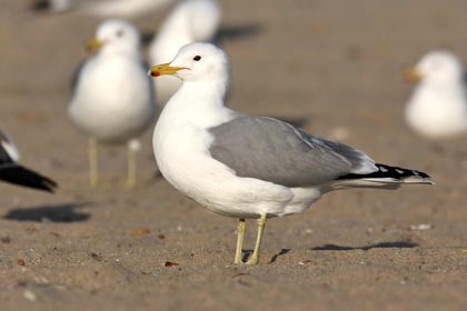 California Gull Image @ Kiwifoto.com