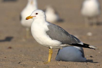 California Gull Picture @ Kiwifoto.com