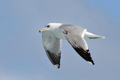 California Gull Image @ Kiwifoto.com