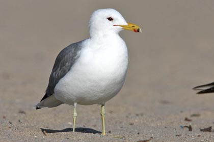 California Gull Picture @ Kiwifoto.com