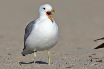 California Gull Photo @ Kiwifoto.com