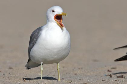 California Gull Image @ Kiwifoto.com