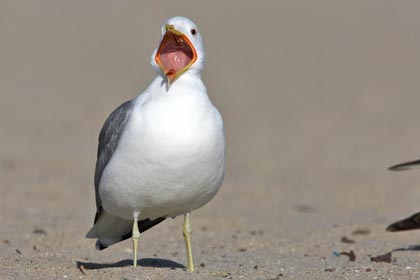 California Gull Picture @ Kiwifoto.com