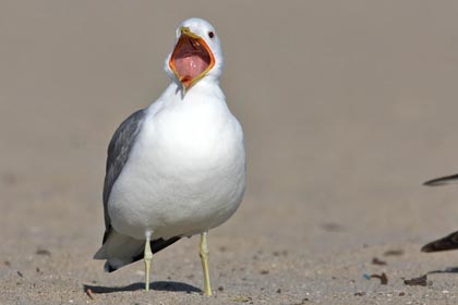 California Gull Image @ Kiwifoto.com