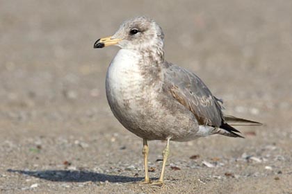 California Gull Image @ Kiwifoto.com