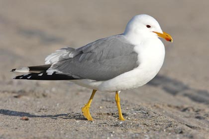 California Gull Picture @ Kiwifoto.com