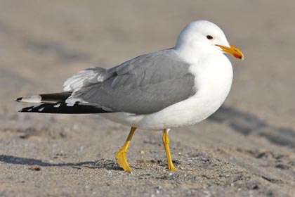 California Gull Photo @ Kiwifoto.com