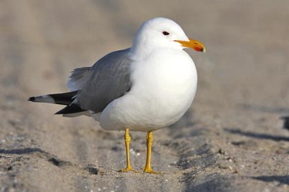 California Gull Image @ Kiwifoto.com