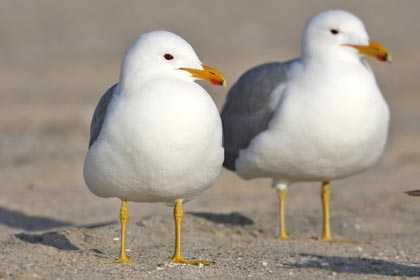 California Gull Picture @ Kiwifoto.com