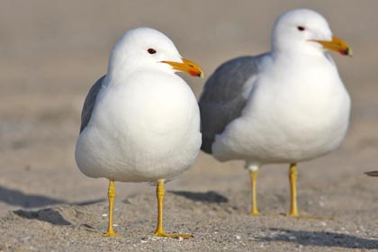 California Gull Photo @ Kiwifoto.com