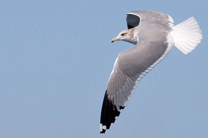 California Gull Photo @ Kiwifoto.com