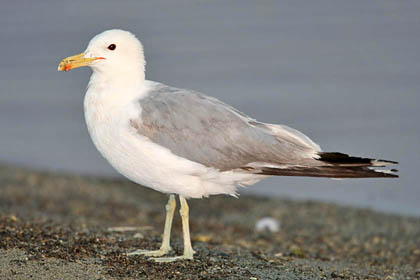 California Gull Image @ Kiwifoto.com