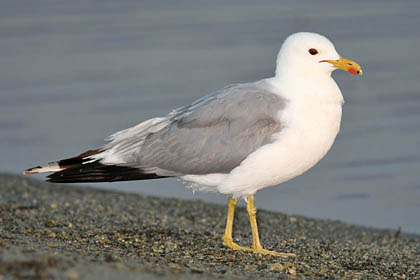 California Gull Image @ Kiwifoto.com