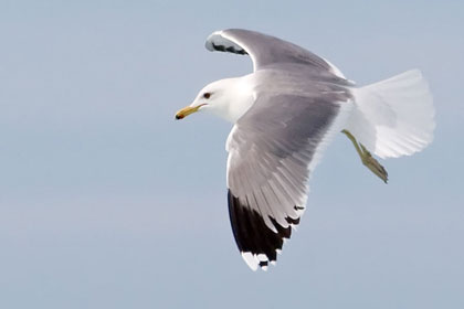 California Gull Image @ Kiwifoto.com