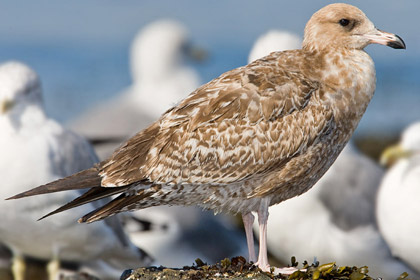 California Gull (1st Cycle juvenile)