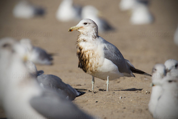 California Gull (oiled)