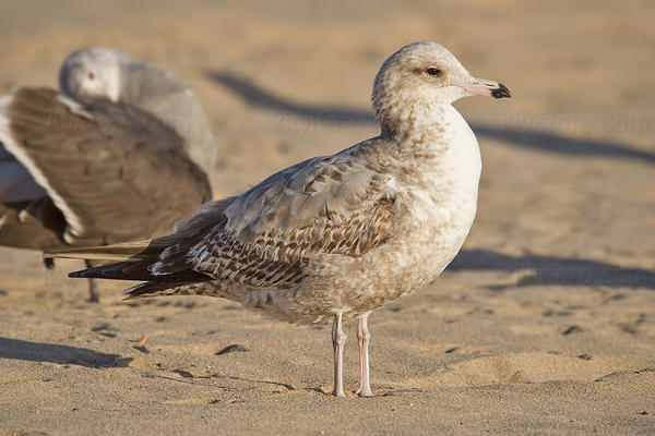 California Gull (2nd cycle)