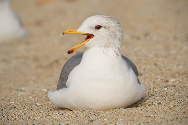 California Gull Photo @ Kiwifoto.com