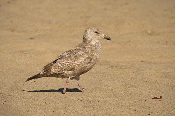 California Gull Photo @ Kiwifoto.com